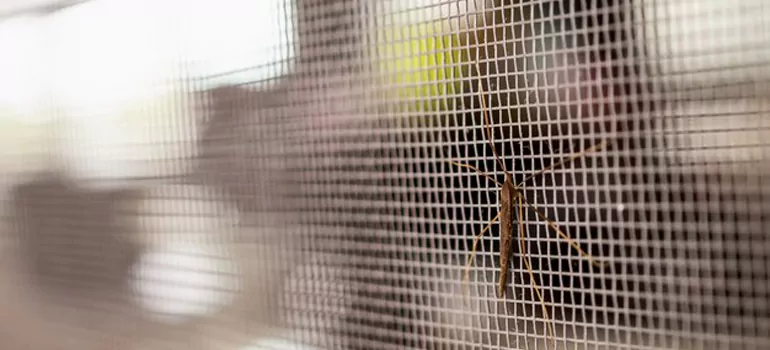 Repair Mosquito Mesh For Windows in Winter Springs, FL